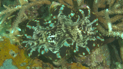 Tridacna squamosa