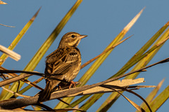 Anthus trivialis