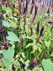 Phytolacca