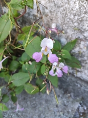 Impatiens balfourii