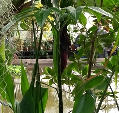 Amorphophallus titanum