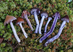 Cortinarius evernius