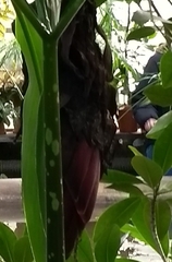 Amorphophallus titanum