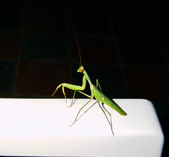 Sphodromantis