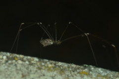 Holocnemus hispanicus