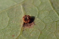 Neuroterus tantulus