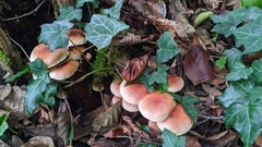 Hypholoma lateritium