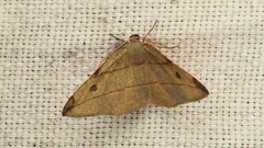 Hypochrosis hyadaria