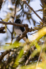 Dicrurus caerulescens
