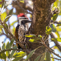 Dinopium benghalense