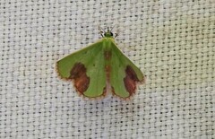 Comibaena integranota