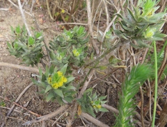 Xiphotheca lanceolata