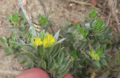 Xiphotheca lanceolata