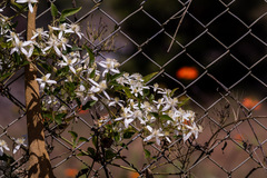 Clematis flammula