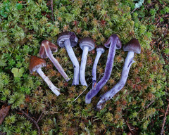 Cortinarius evernius