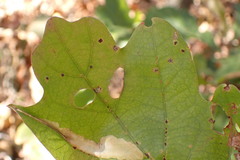 Neuroterus tantulus
