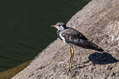 Vanellus indicus