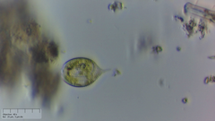 Phacus monilatus