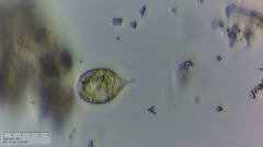 Phacus monilatus
