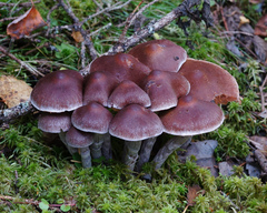 Cortinarius evernius