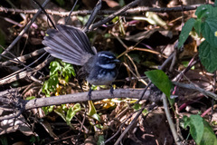 Rhipidura albogularis