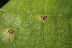 Neuroterus tantulus