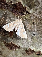 Musotima nitidalis