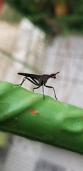 Neriidae