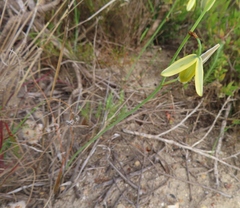 Albuca juncifolia