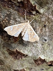 Musotima nitidalis