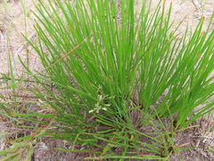 Trachyandra chlamydophylla