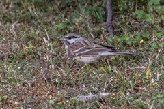 Emberiza stewarti
