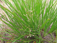 Trachyandra chlamydophylla