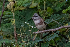 Emberiza stewarti