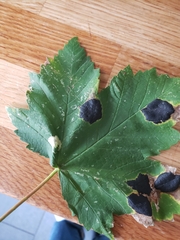 Phyllonorycter geniculella