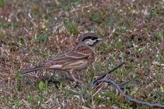 Emberiza stewarti