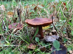 Cortinarius sanguineus