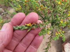 Aspalathus divaricata