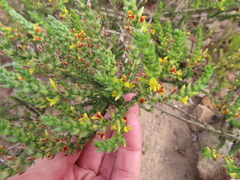 Aspalathus divaricata