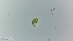 Euglena