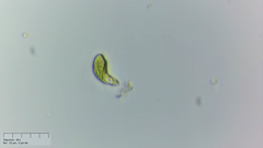 Euglena