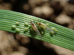 Rhopalosiphum padi