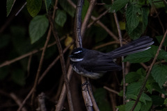 Rhipidura albogularis