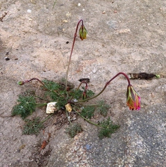 Monsonia speciosa