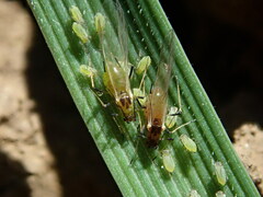 Rhopalosiphum padi