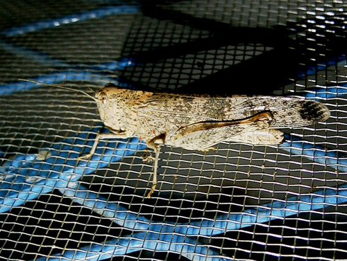 Scintharista notabilis