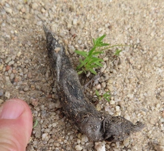 Herpestes pulverulentus