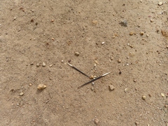 Hystrix africaeaustralis