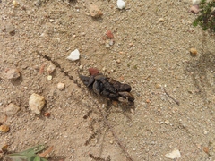 Hystrix africaeaustralis