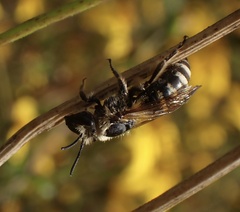 Colletes hederae